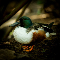 Wild Life Images